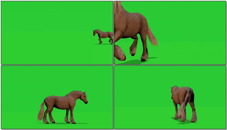 绿幕视频素材野马