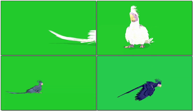 绿幕视频素材鹦鹉