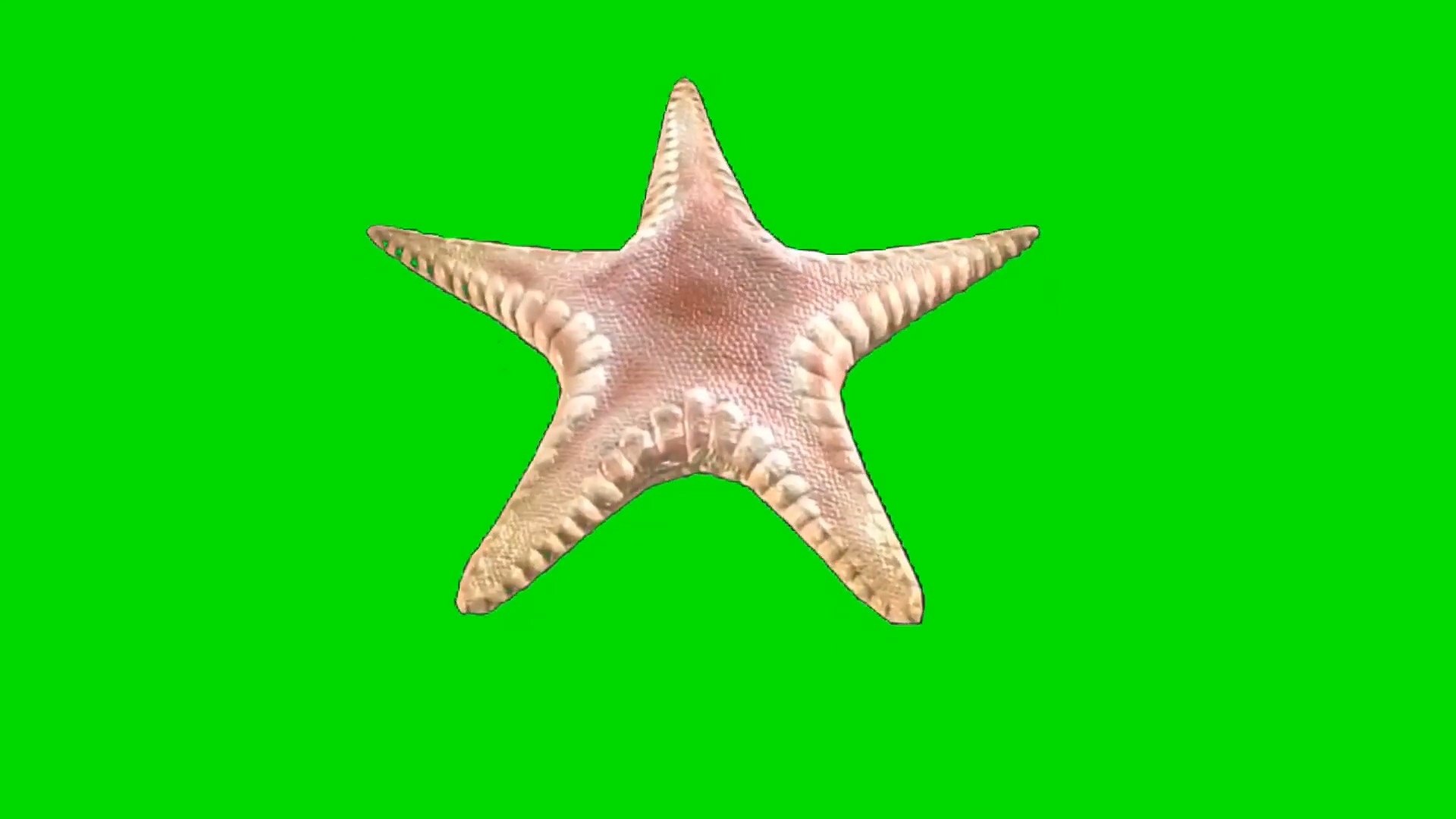 绿幕视频素材海星