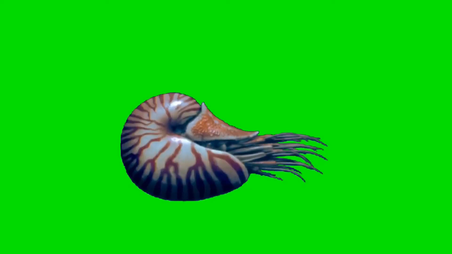 绿幕视频素材鹦鹉螺
