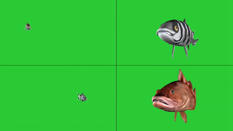 绿幕视频素材鱼类