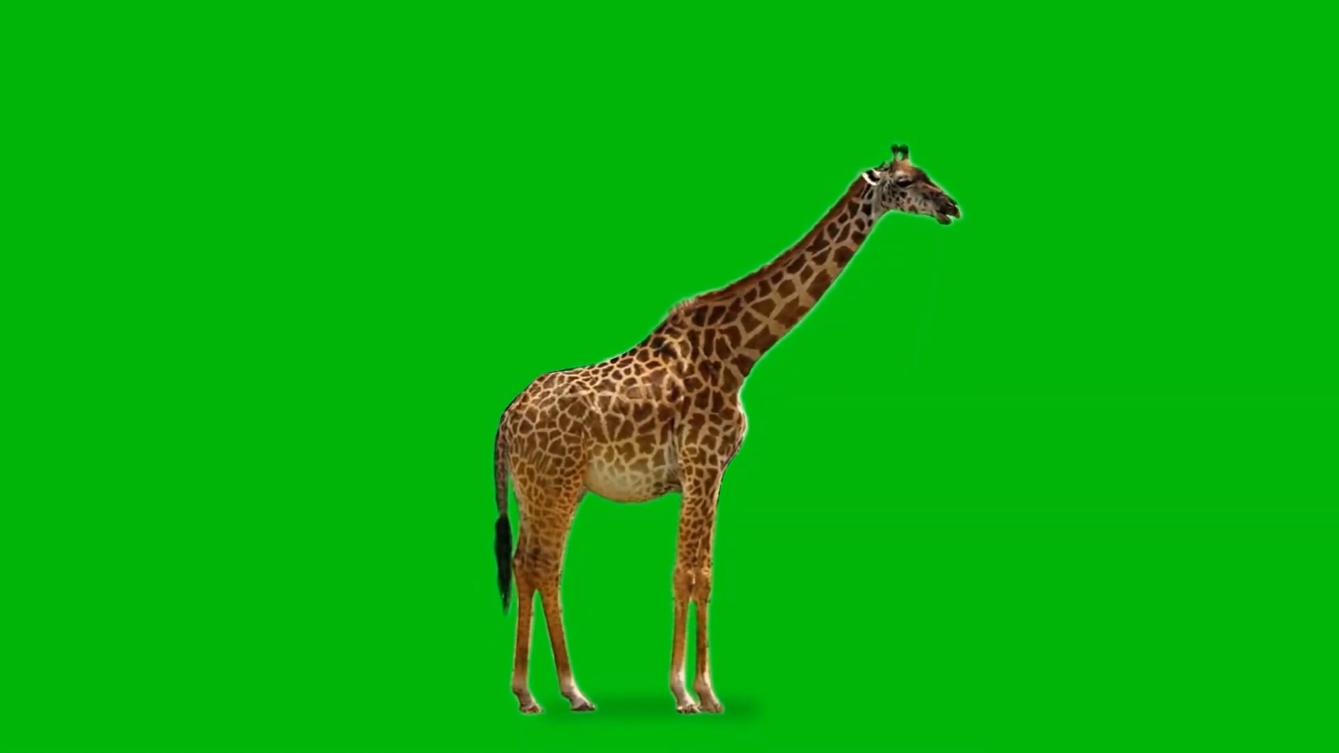 绿幕视频素材长颈鹿