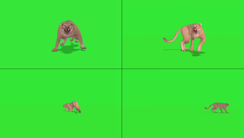 绿幕视频素材豹子