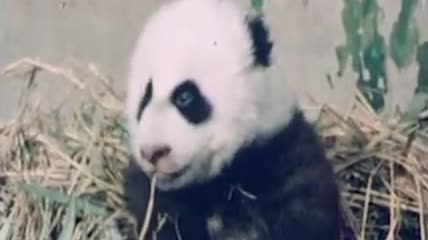 1978年第一例人工授精大熊猫诞生
