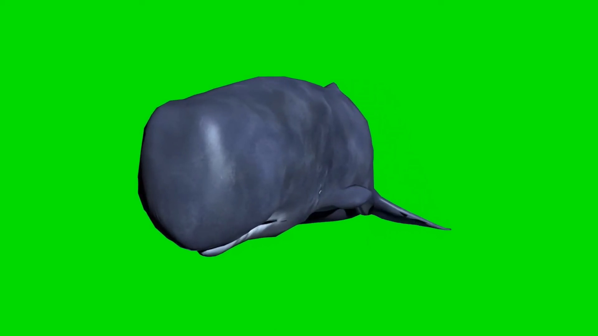 绿幕视频素材抹香鲸
