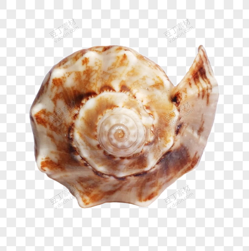 旋窝图案海螺