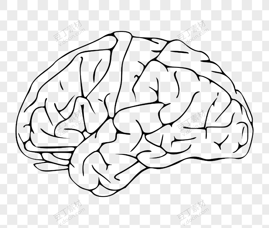 人脑简单素描