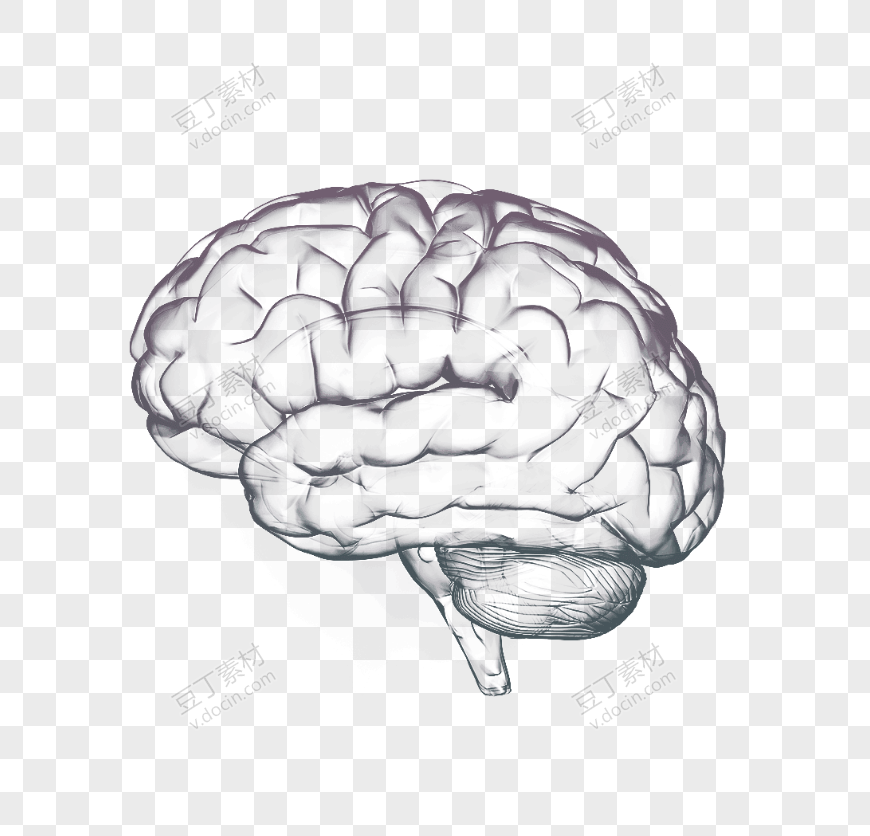 素描人类大脑