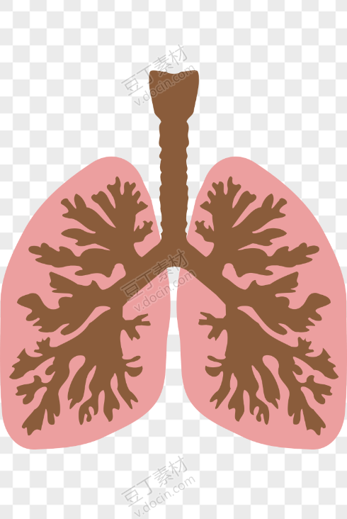 人体肺部矢量图
