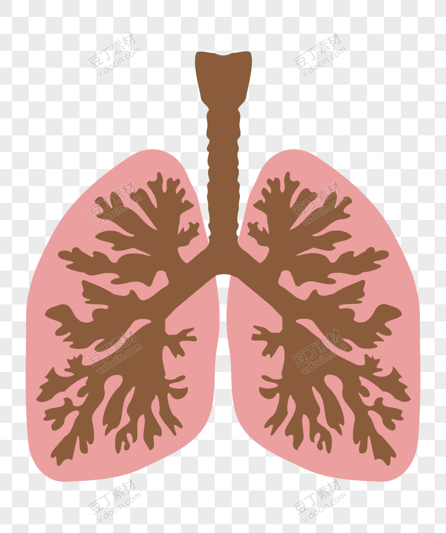人体肺部矢量图