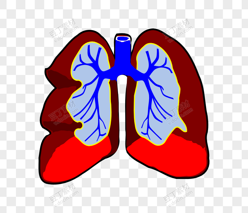 手绘人体器官肺插画