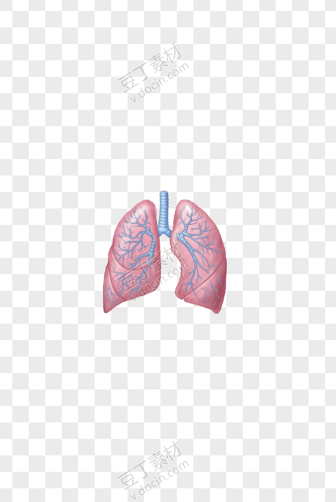 逼真人体肺部