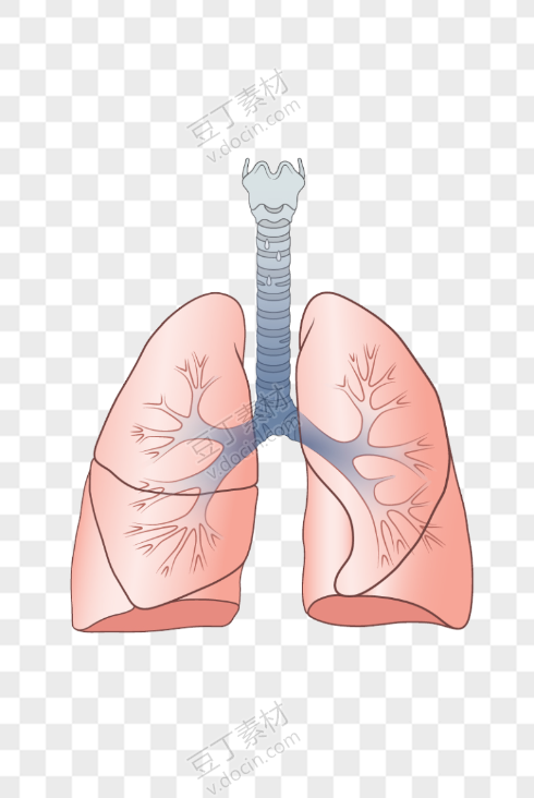 人体器官肺插画