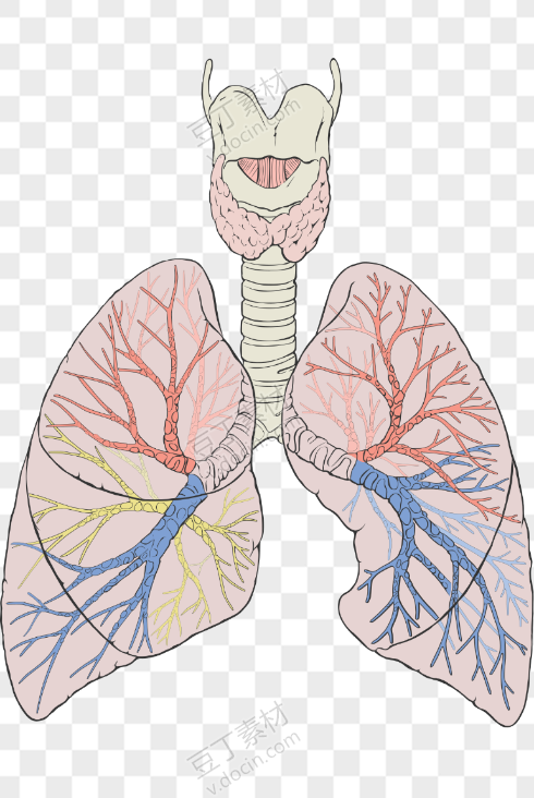 复杂的肺部构造