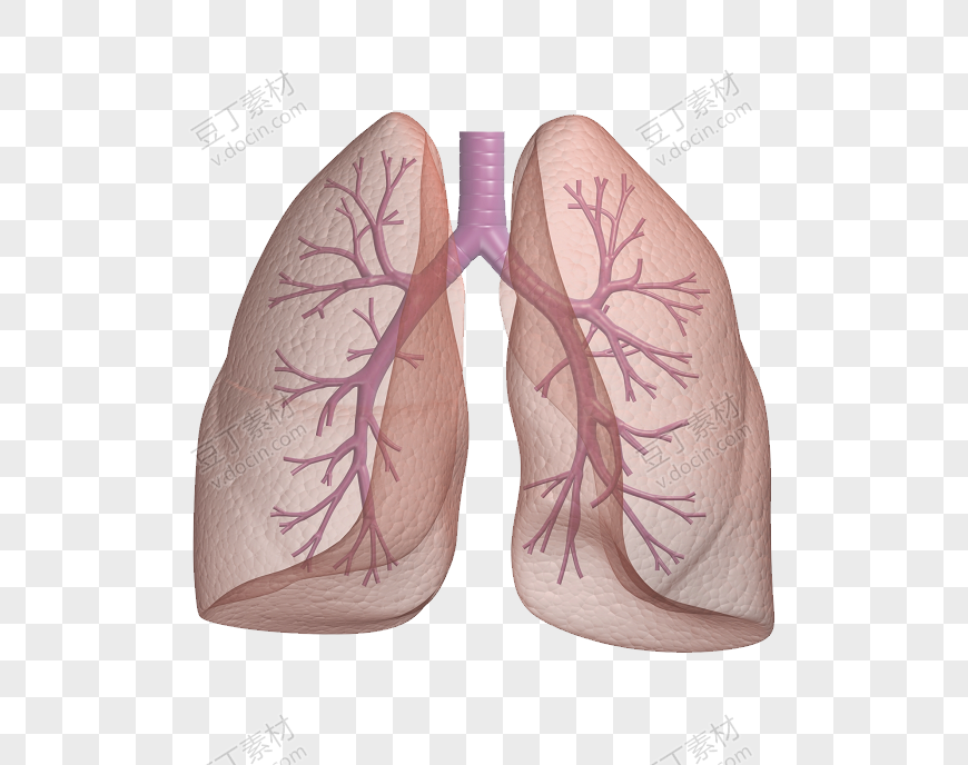 放大的仿真人体肺部