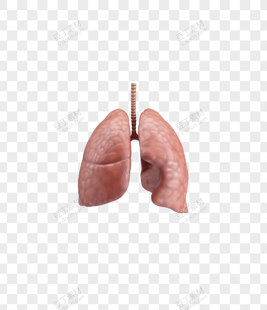 仿真肺部