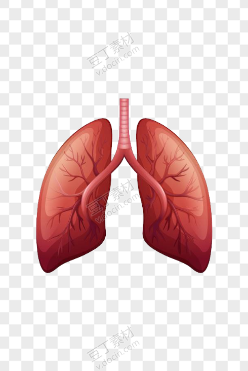 人体双肺