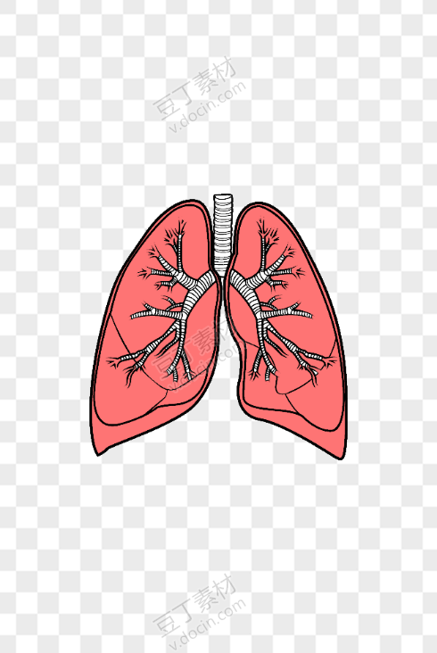 人体器官肺矢量