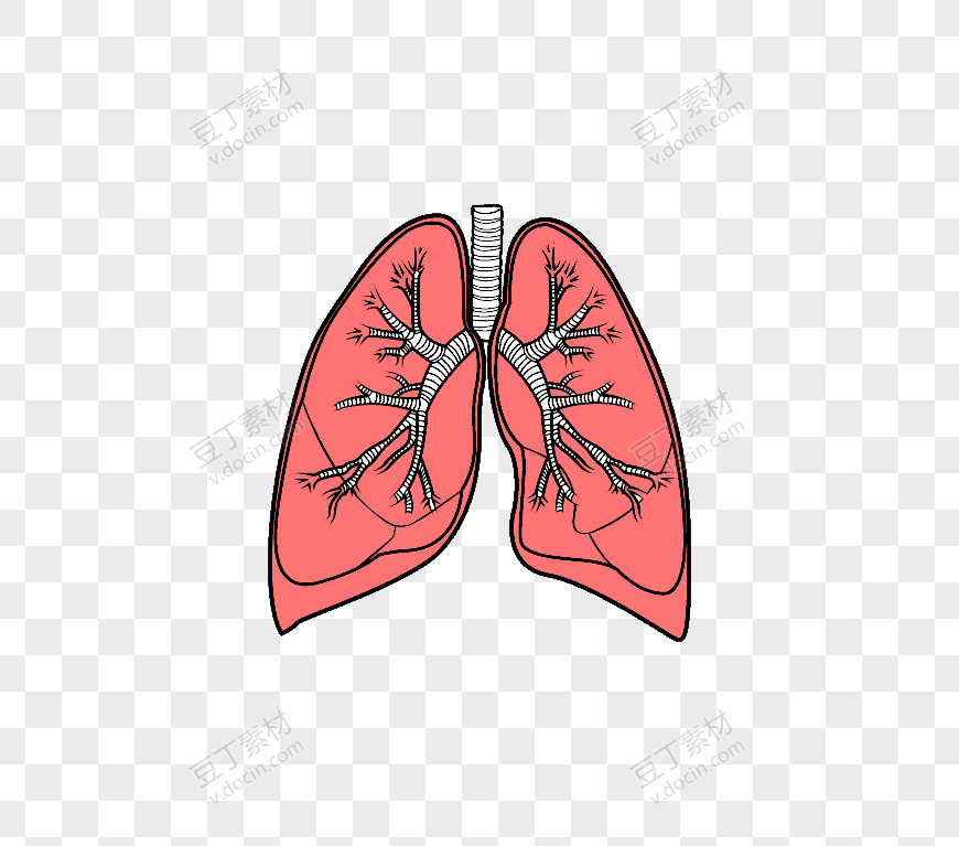 人体器官肺矢量