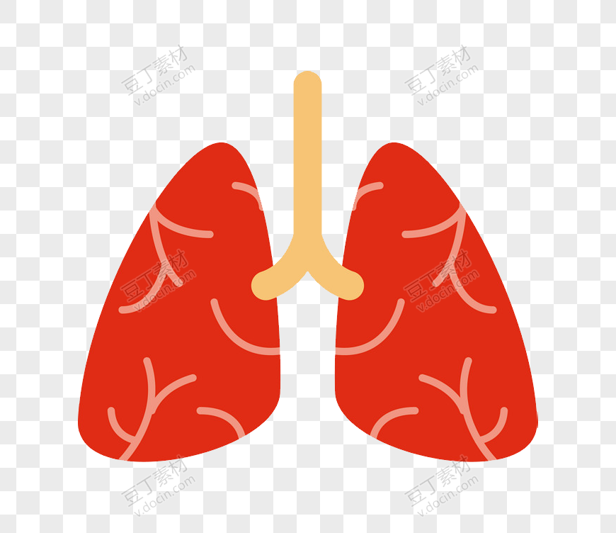 人体器官肺