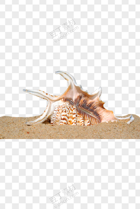 海浪冲来的大海螺