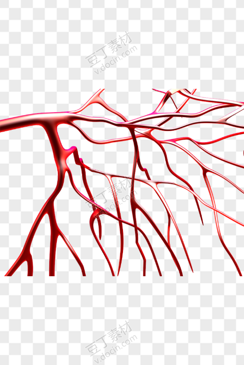 人体血管经脉