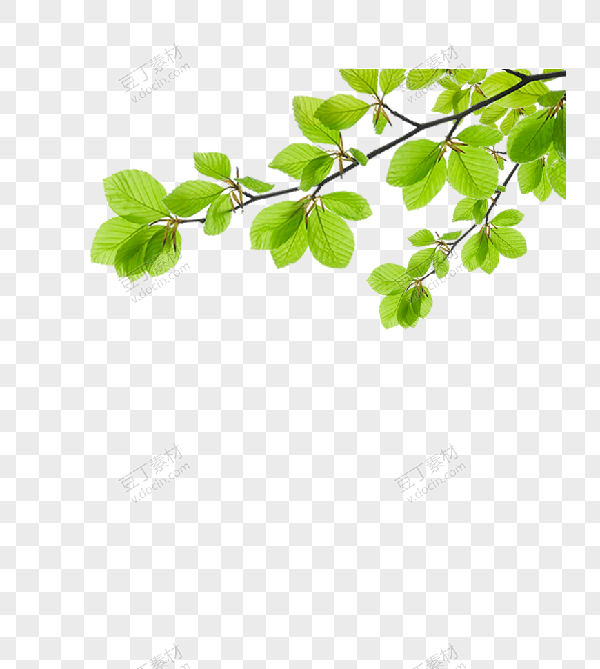 绿色树枝树叶