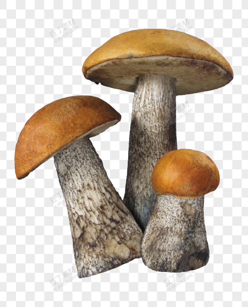 立秋蘑菇