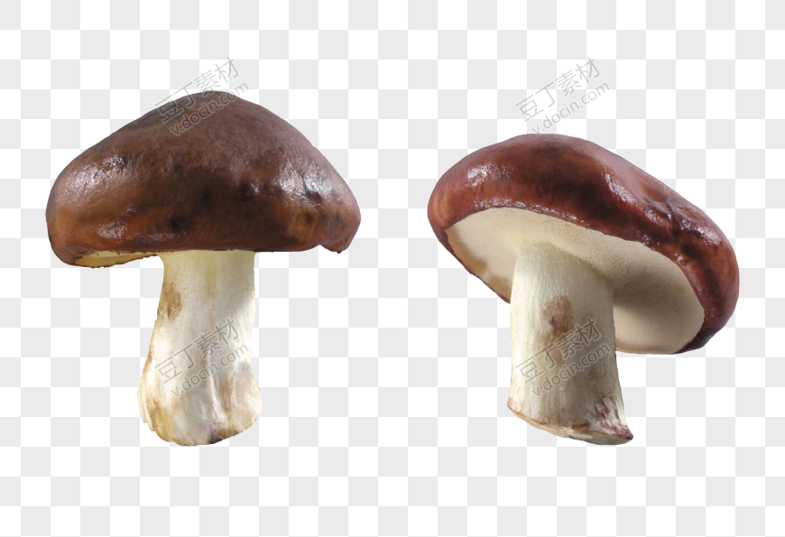 饱满蘑菇