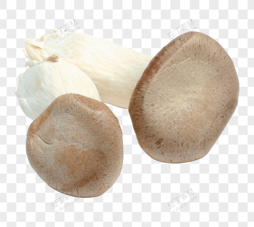 大个菌菇
