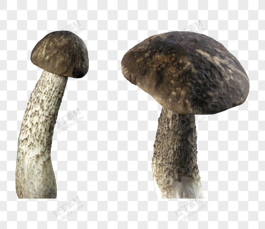 发霉黑蘑菇