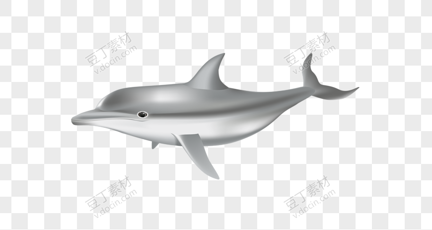 银灰色卡通海豚