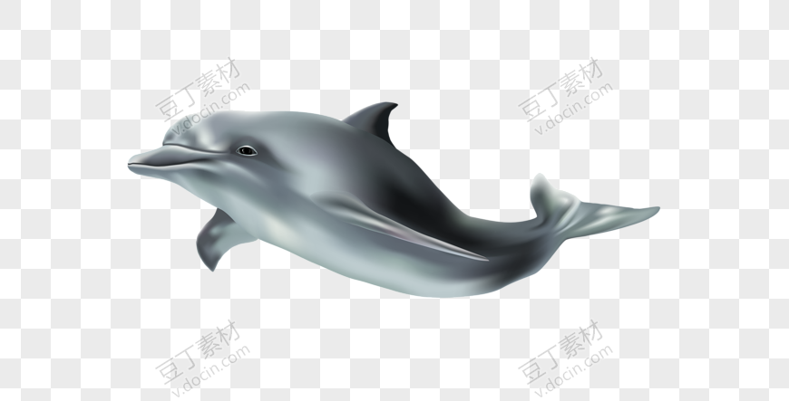 银色插画海豚