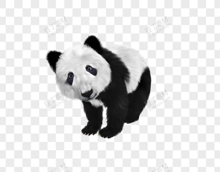 卡通呆萌动物熊猫