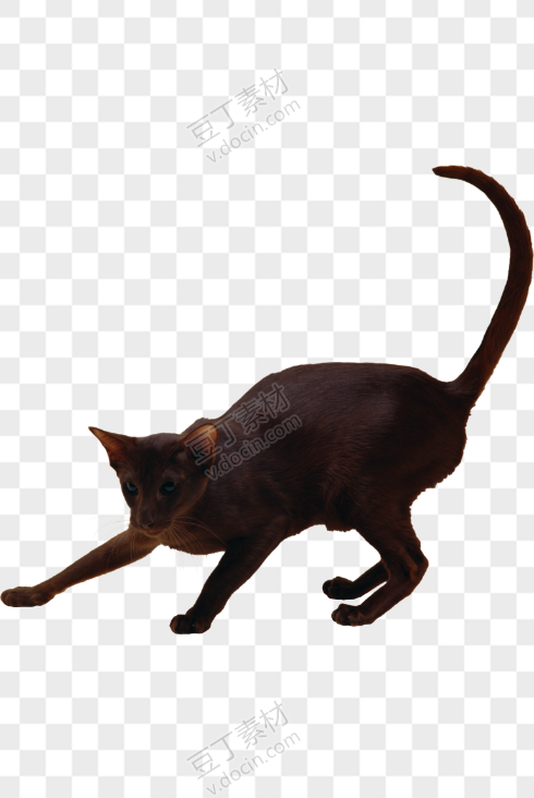 伸懒腰的红棕色哈瓦那棕猫
