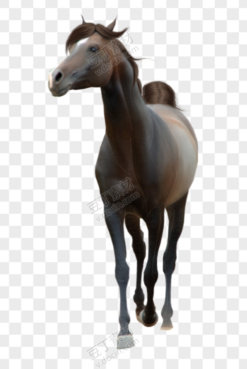 一匹灰棕色马驹