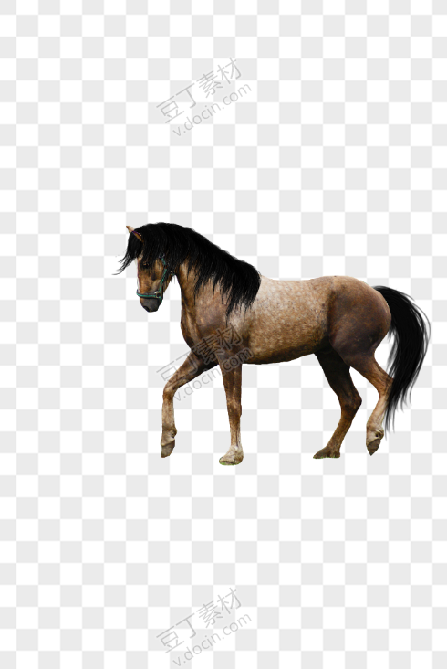 棕色黑长尾巴的小马驹