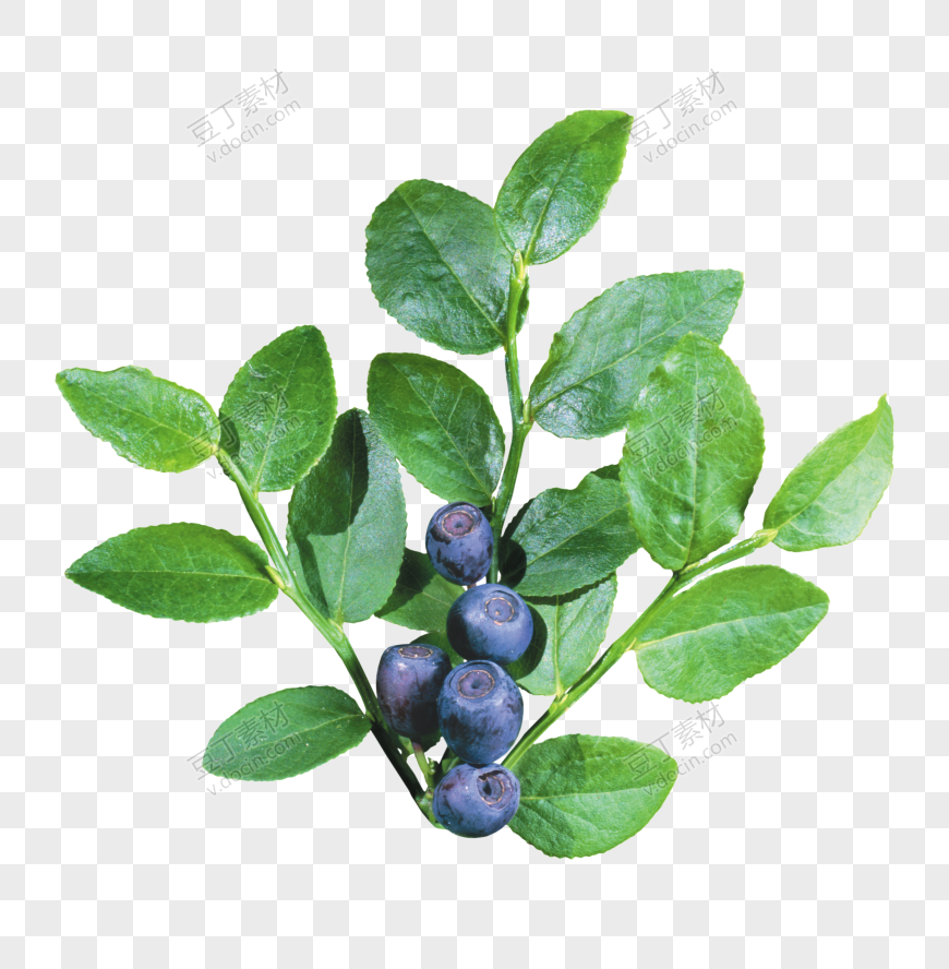 树上长着的蓝莓