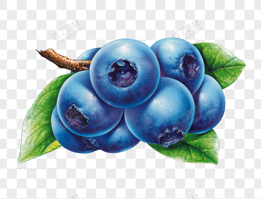 树上的新鲜蓝莓