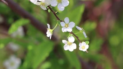 4K春暖花开高清实拍视频素材