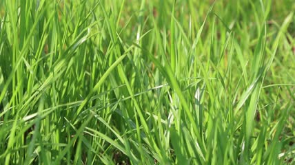 4K春天柳条柳枝绿草嫩芽实拍视频素材