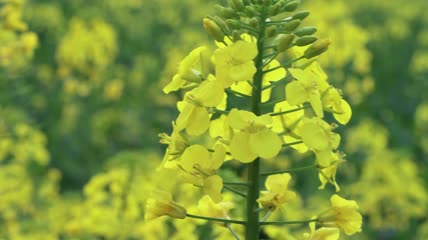 4K油菜花实拍视频素材