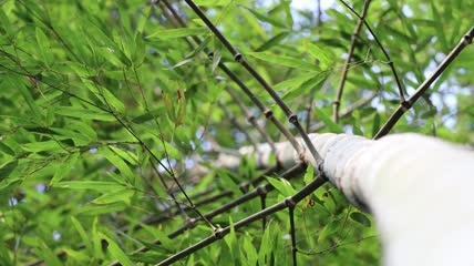 4K竹子竹林实拍视频素材