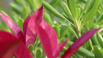 4K春天万物复苏绿植花草实拍视频