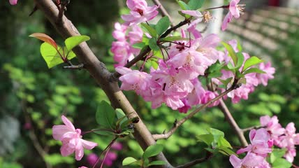 4K春暖花开花朵绿色清新实拍视频