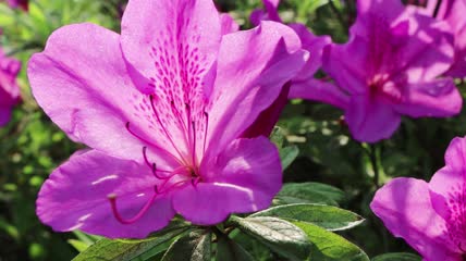 4K春暖花开花朵绿色清新实拍视频