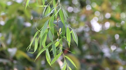 4K春天柳树柳叶柳枝柳条实拍视频素材