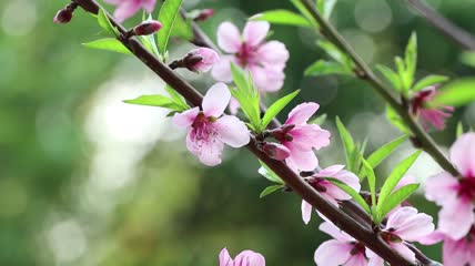 4K唯美桃花盛开实拍视频素材