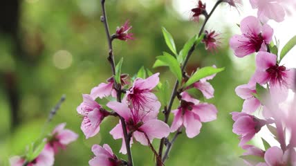 4K花朵柳条实拍视频素材