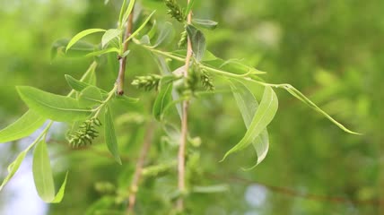 4K春天柳叶柳条柳树实拍视频素材